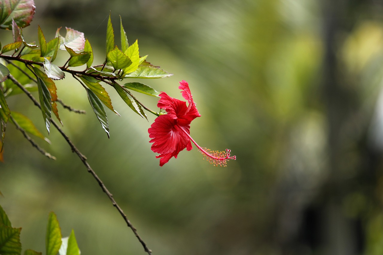 Hibiscus, Hibiscus Rosasinensis, Raudonasis Hibiscus, Gėlė, Sodas, Gamta, Rosasinensis, Natūralus, Mallow, Raudona