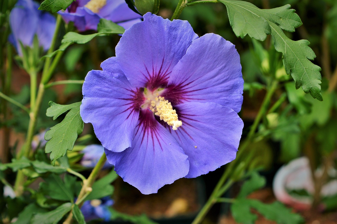 Hibiscus, Zefyras, Mallow, Žiedas, Žydėti, Gėlė, Augalas, Antspaudas, Gamta, Sodas