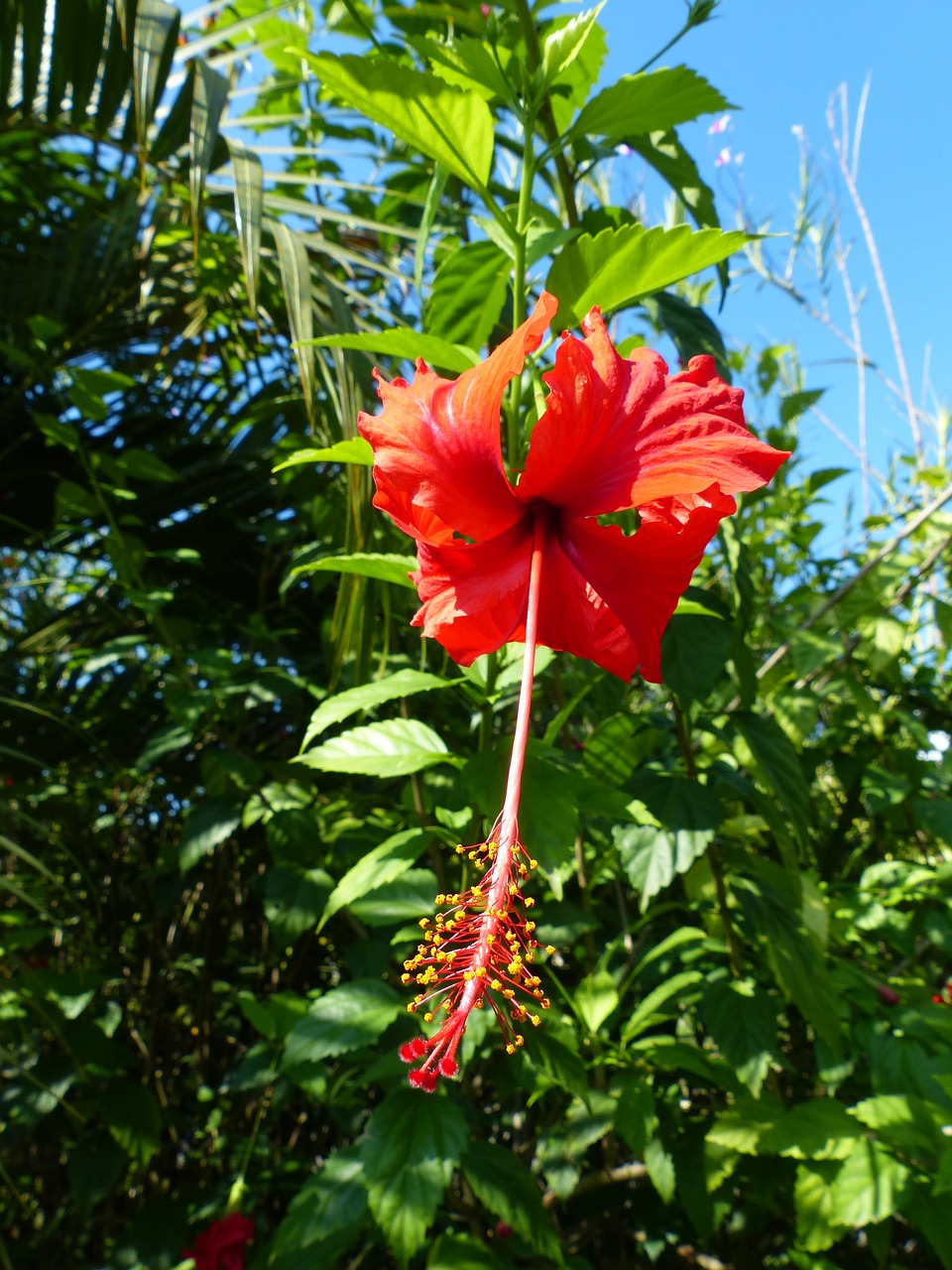 Hibiscus, Egzotiškas, Tropikai, Atogrąžų, Žiedas, Žydėti, Gamta, Augalas, Raudona, Uždaryti