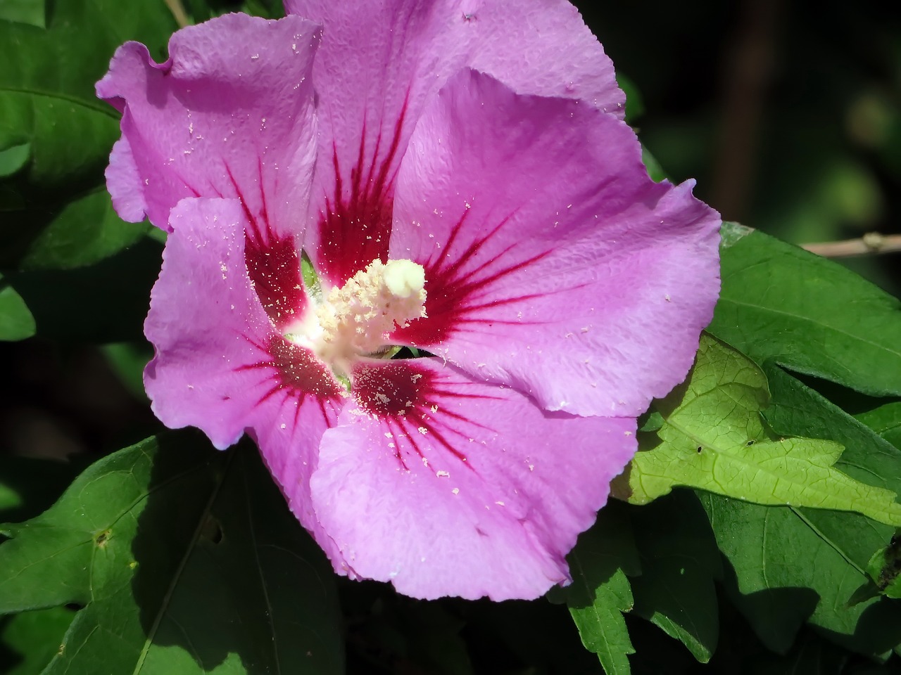 Hibiscus, Woodbridge, Mallow, Valgomieji, Mugunghwa, Rožinė Gėlė, Botanika, Pistil, Žiedlapiai, Nemokamos Nuotraukos