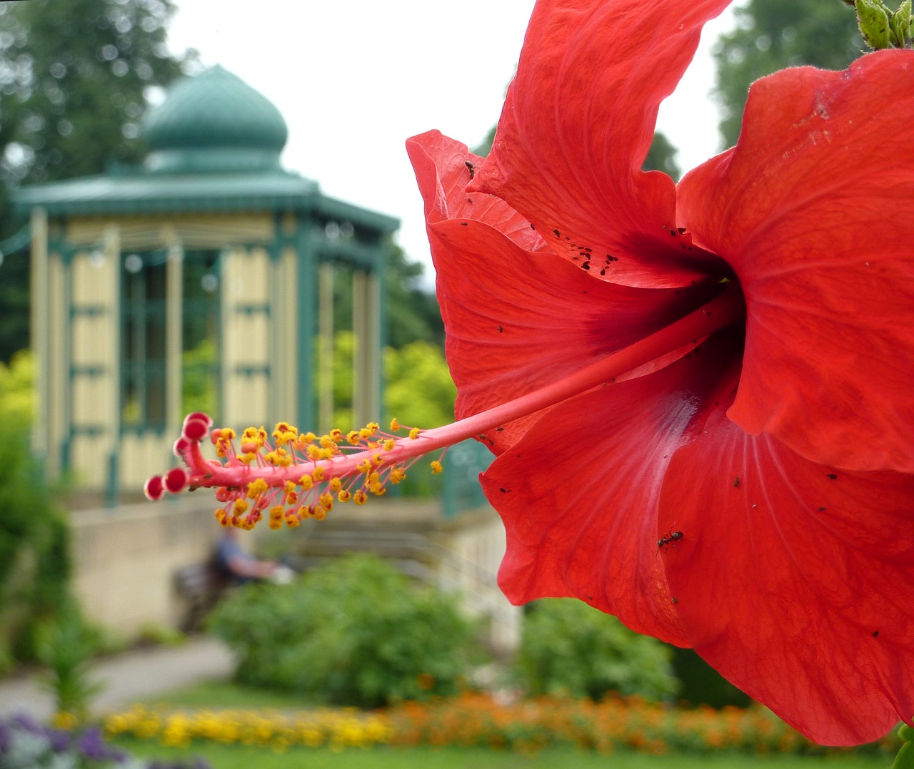 Hibiscus, Zefyras, Mallow, Atogrąžų, Raudona Gėlė, Nemokamos Nuotraukos,  Nemokama Licenzija