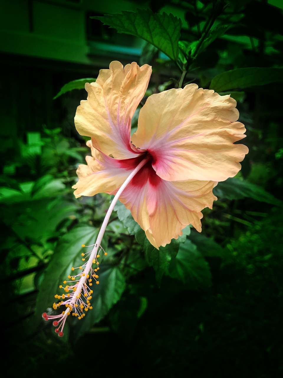 Hibiscus, Gėlė, Atogrąžų, Augalas, Vasara, Gėlių, Žiedas, Lapai, Žiedlapis, Gamta