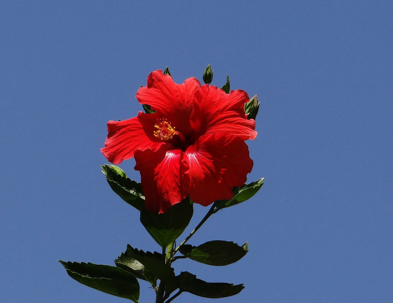 Hibiscus, Gėlė, Žydėti, Raudona, Atogrąžų, Gėlių, Egzotiškas, Flora, Hibiscus Rosa-Sinensis, Kinija Pakilo