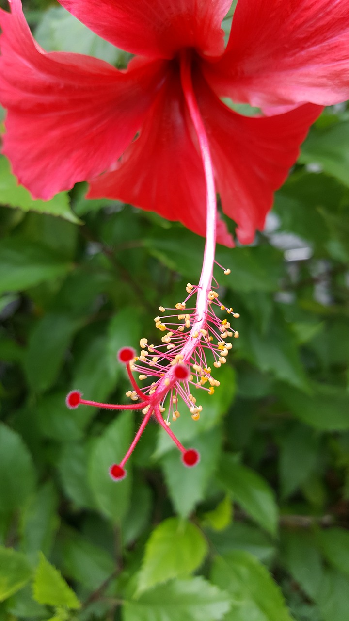 Hibiscus, Raudona, Flora, Gėlė, Gamta, Augalas, Gėlių, Lapai, Rožė, Atogrąžų