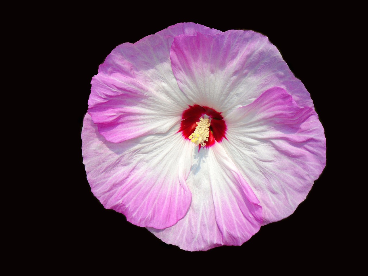 Hibiscus, Gėlė, Žiedas, Žydėti, Gėlių, Sodas, Žiedlapis, Augalas, Rožinis, Nemokamos Nuotraukos