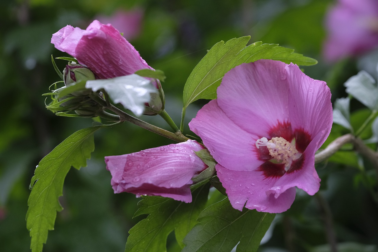 Hibiscus, Zefyras, Gėlė, Žiedas, Žydėti, Rožinis, Mallow, Malvaceae, Augalas, Žemėlapis