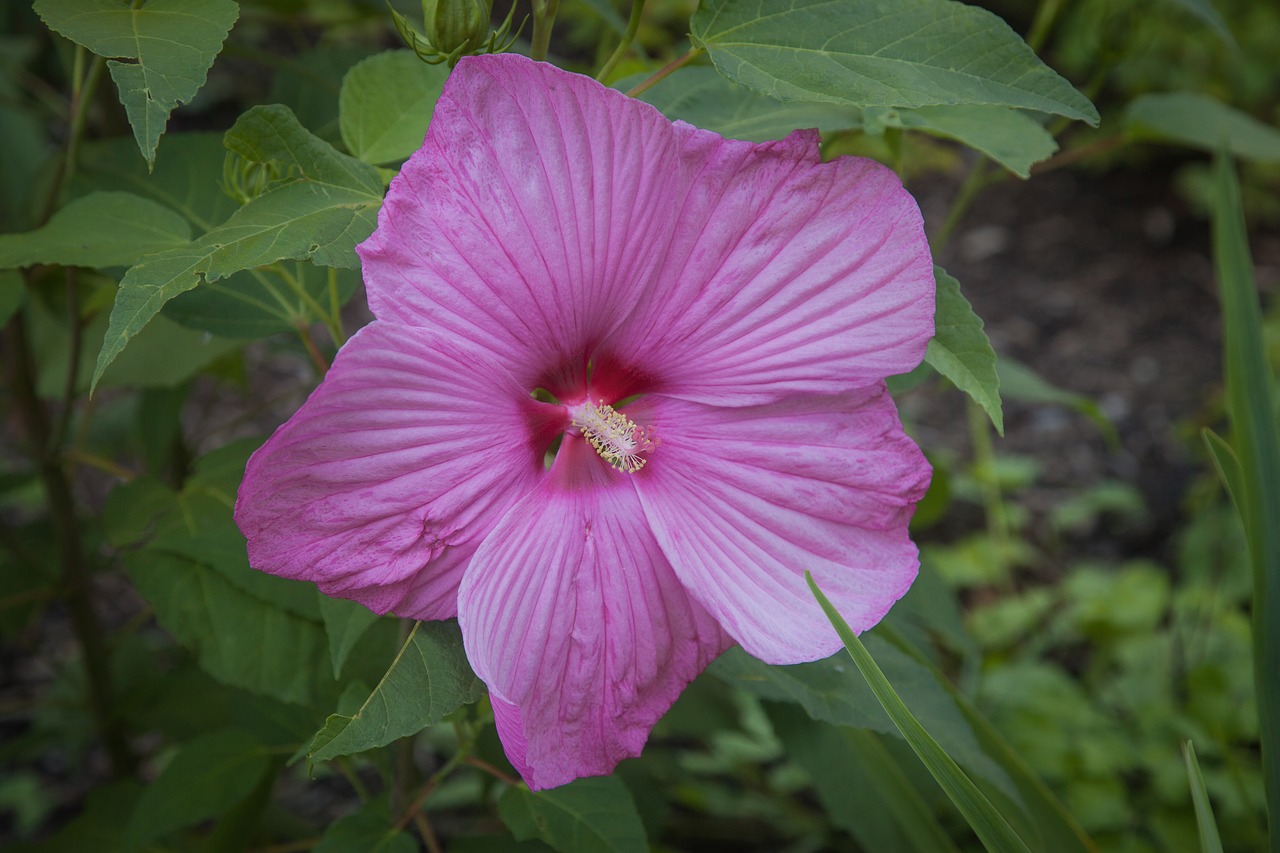 Hibiscus, Žiedas, Žydėti, Gėlė, Mallow, Gražus, Uždaryti, Pistil, Nemokamos Nuotraukos,  Nemokama Licenzija