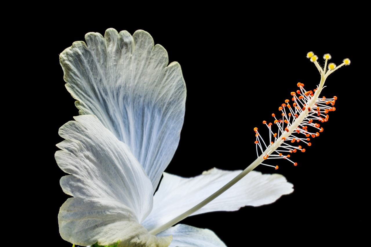 Hibiscus, Žiedas, Žydėti, Gėlė, Balta, Zefyras, Mallow, Malvaceae, Nemokamos Nuotraukos,  Nemokama Licenzija