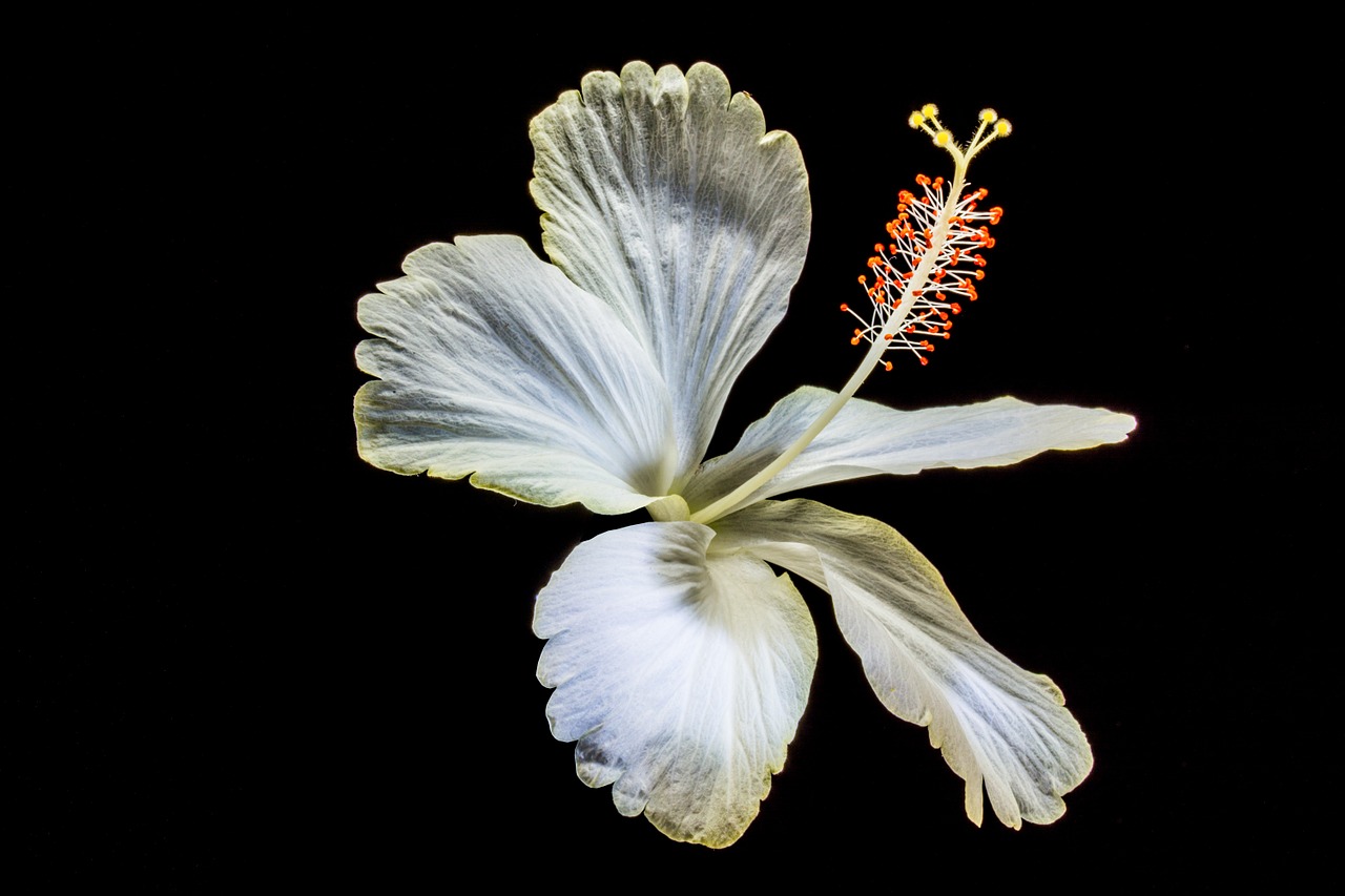 Hibiscus, Žiedas, Žydėti, Gėlė, Balta, Zefyras, Mallow, Malvaceae, Nemokamos Nuotraukos,  Nemokama Licenzija