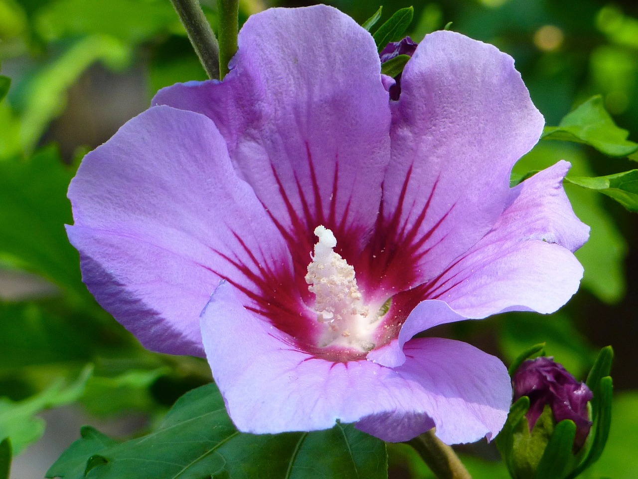 Hibiscus, Žiedas, Žydėti, Violetinė, Violetinė, Augalas, Nemokamos Nuotraukos,  Nemokama Licenzija