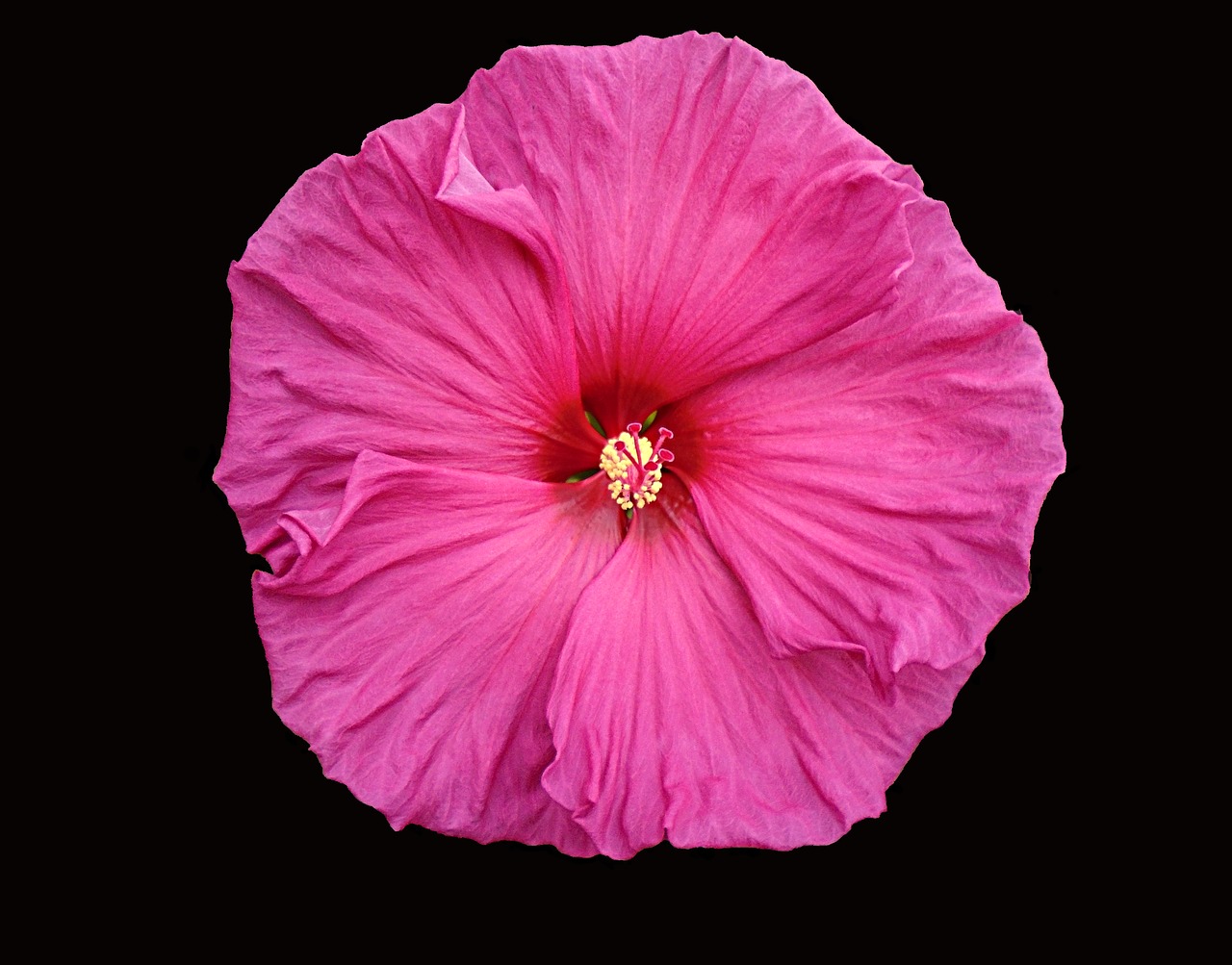 Hibiscus, Gėlė, Žiedas, Rožinis, Sodininkystė, Gėlių, Augalas, Vasara, Botanikos, Nemokamos Nuotraukos