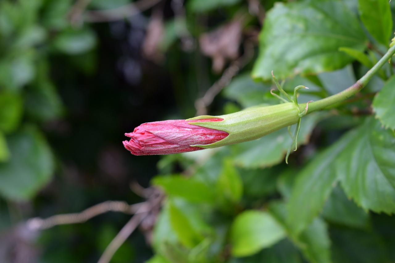 Hibiscus, Gėlė, Raudona, Žiedas, Žalias, Atogrąžų, Augalas, Lapai, Lauke, Nemokamos Nuotraukos