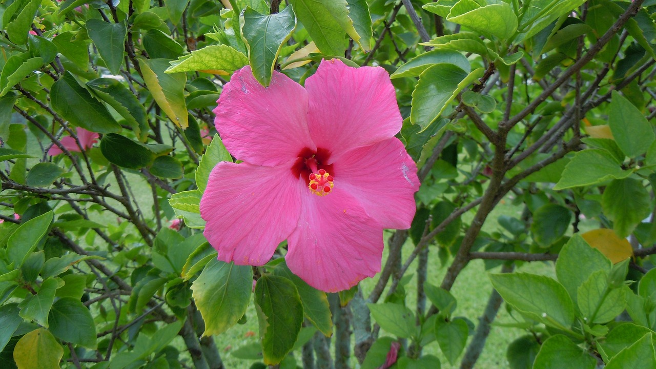 Hibiscus, Rožinis, Gėlės, Žiedlapiai, Žiedai, Žydi, Žydi, Gėlių, Žydėjimas, Augalai