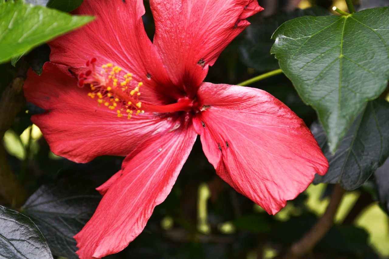 Hibiscus, Rožinis, Žiedas, Žydėti, Gėlė, Augalas, Mallow, Gamta, Vasara, Sodas