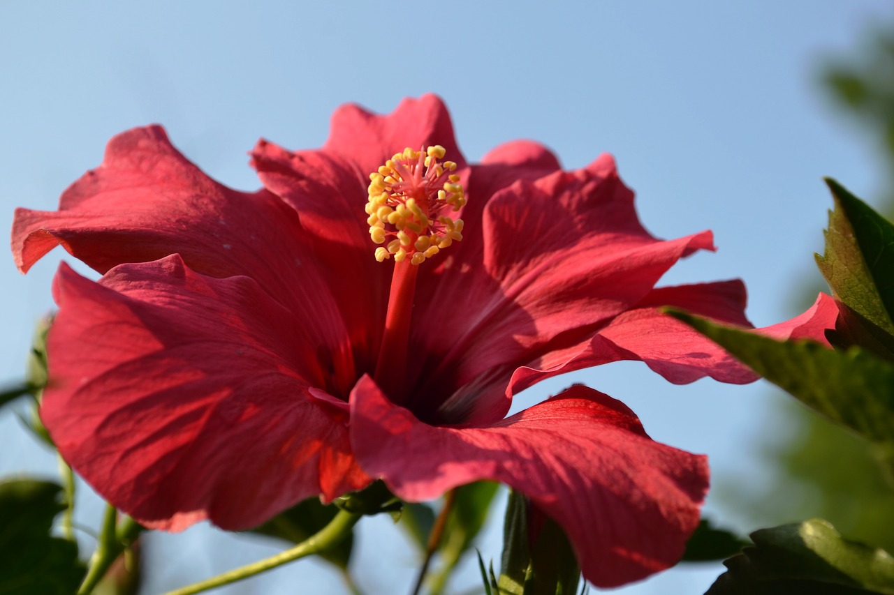 Hibiscus, Žiedas, Žydėti, Pistil, Gėlė, Augalas, Pavasaris, Gražus, Rožinis, Nemokamos Nuotraukos