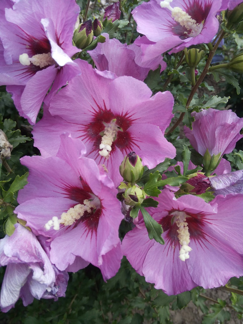 Hibiscus, Vasara, Gėlės, Nemokamos Nuotraukos,  Nemokama Licenzija