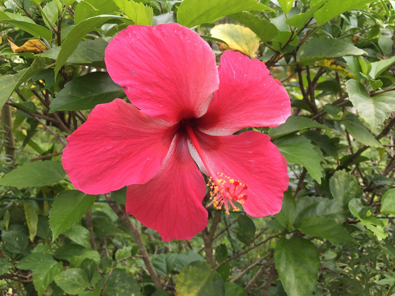 Hibiscus, Gėlė, Atogrąžų, Augalas, Žiedas, Gėlių, Gamta, Hawaii, Fidžis, Tonga