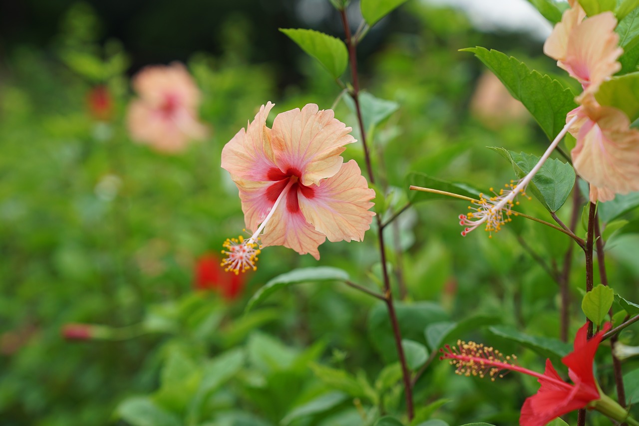 Hibiscus, Atogrąžų, Hibisceae, Gėlių, Egzotiškas, Malaizija, Gamta, Nemokamos Nuotraukos,  Nemokama Licenzija