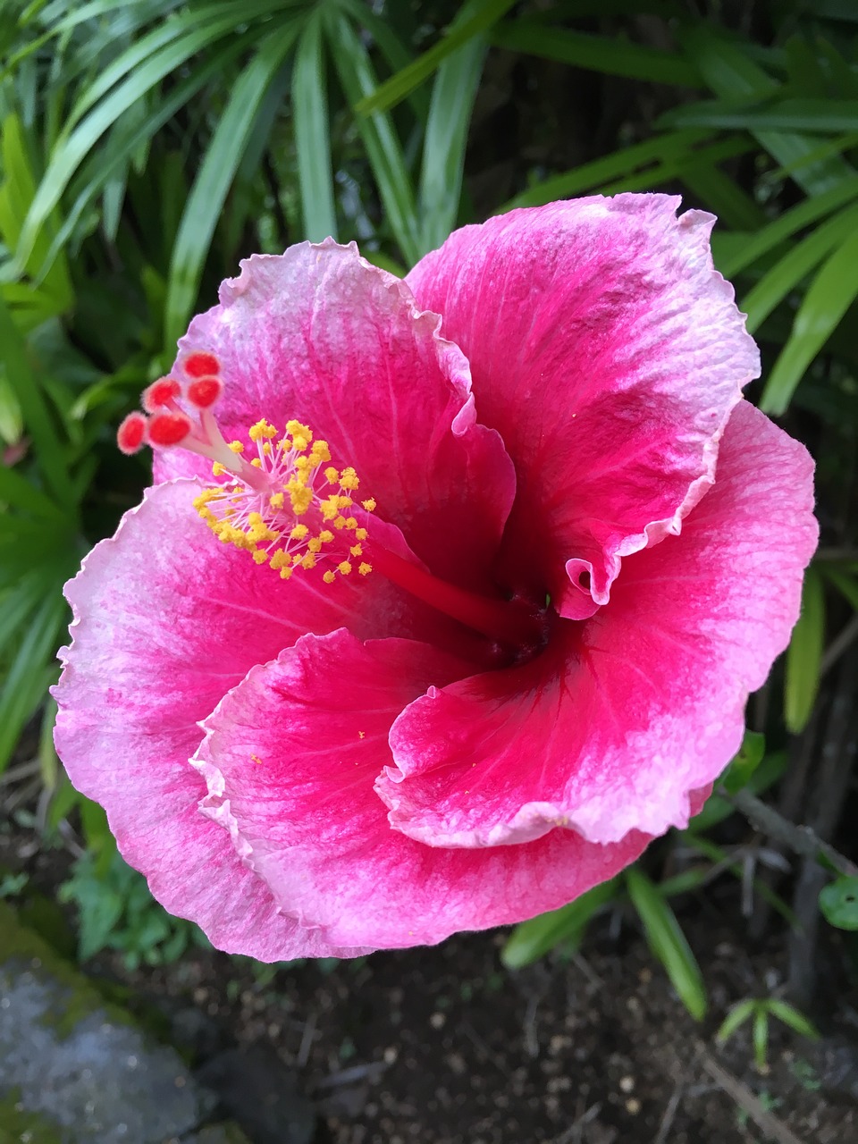 Hibiscus, Gėlė, Augalas, Atogrąžų, Žiedas, Rožinis, Gėlių, Egzotiškas, Žydėti, Nemokamos Nuotraukos