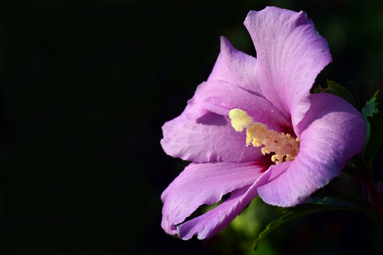 Hibiscus, Žiedas, Žydėti, Gėlė, Mallow, Augalas, Gražus, Pistil, Uždaryti, Violetinė