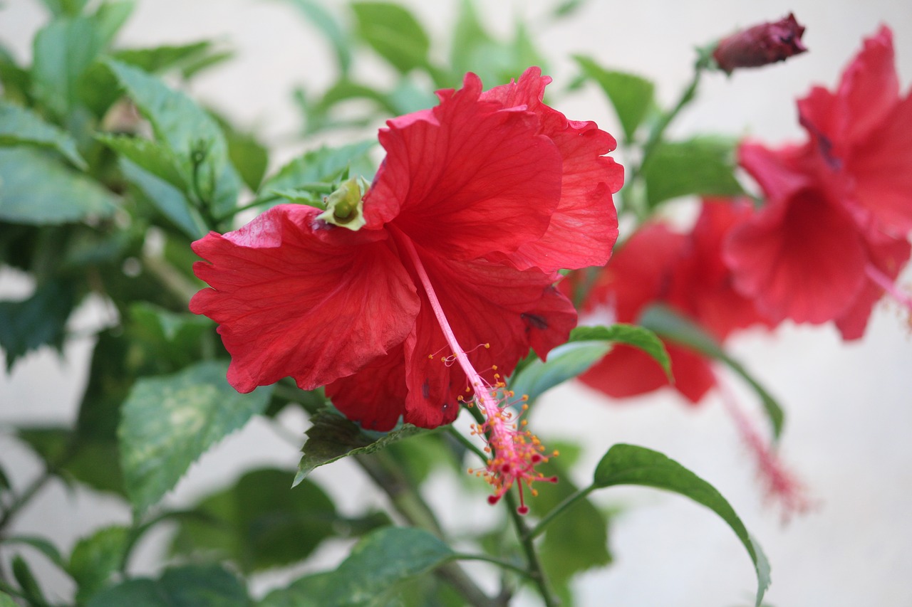 Hibiscus, Gėlė, Augalas, Raudona, Nemokamos Nuotraukos,  Nemokama Licenzija