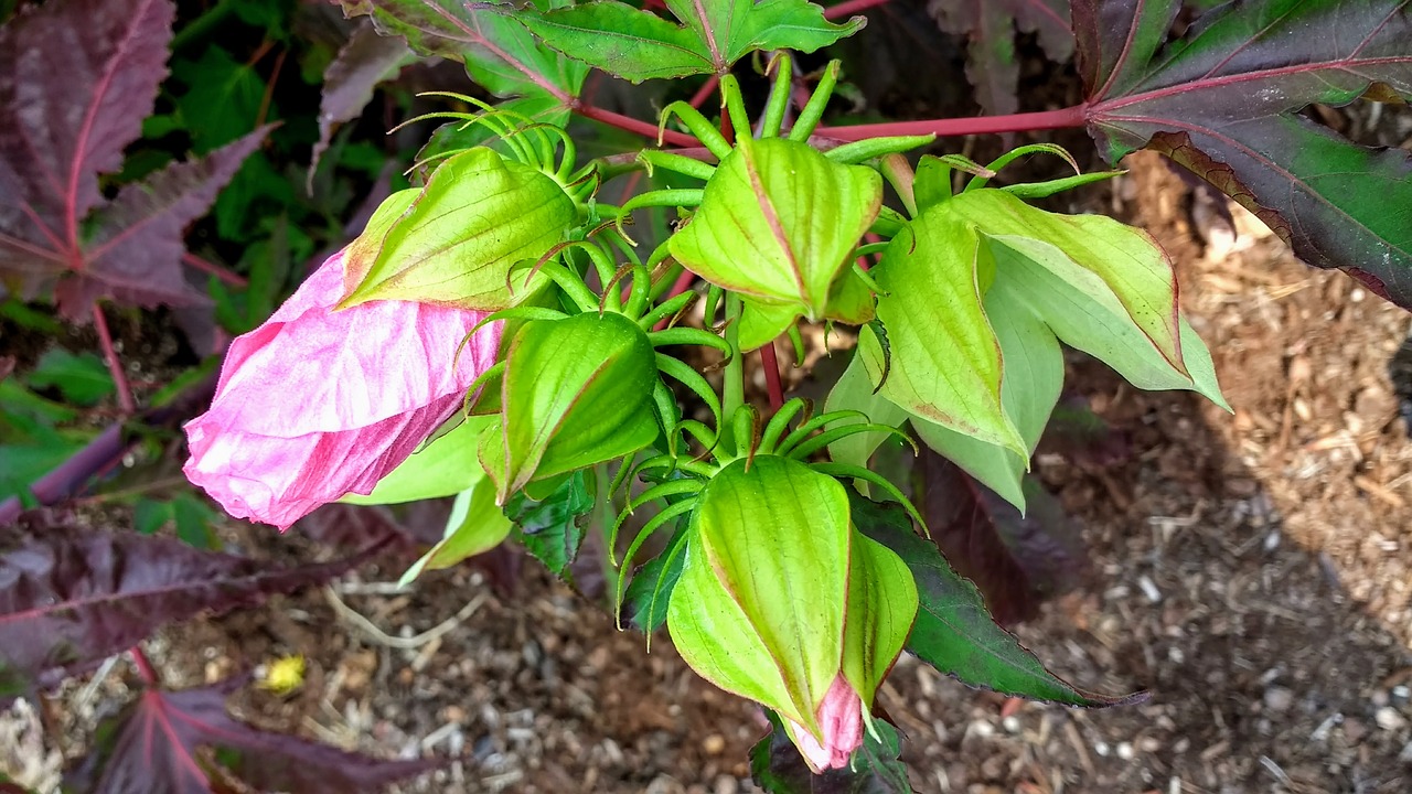 Hibiscus, Gėlė, Augalas, Gamta, Sodas, Vasara, Gėlių, Žydėti, Lapai, Žiedas