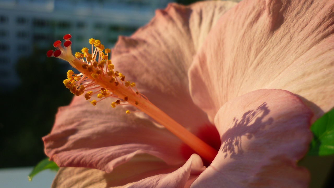 Hibiscus, Gėlė, Dekoratyvinis Augalas, Žiedas, Žydėti, Rožinis, Prie Lango, Vakaro Saulė, Nemokamos Nuotraukos,  Nemokama Licenzija