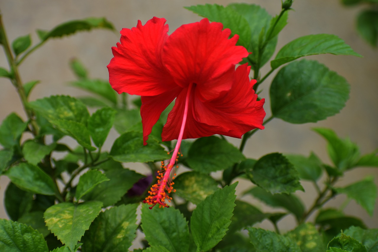 Hibiscus, Kinija Pakilo, Gėlė, Raudona, Gumamela, Nemokamos Nuotraukos,  Nemokama Licenzija