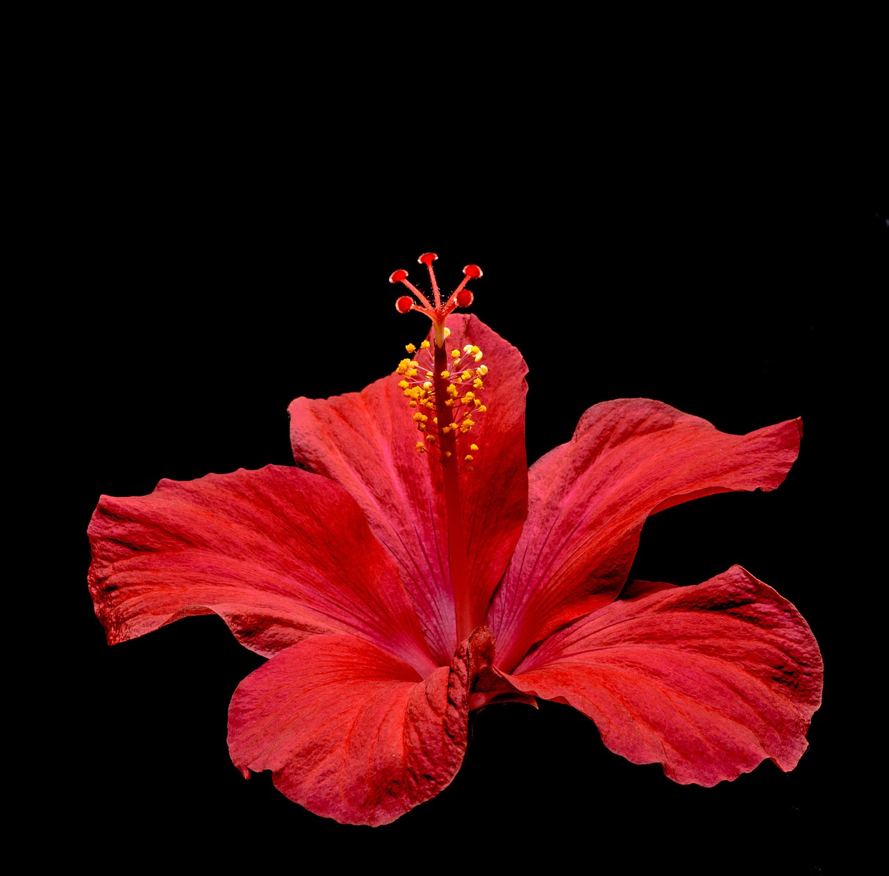 Hibiscus, Žiedas, Žydėti, Gėlė, Raudona, Zefyras, Mallow, Malvaceae, Nemokamos Nuotraukos,  Nemokama Licenzija