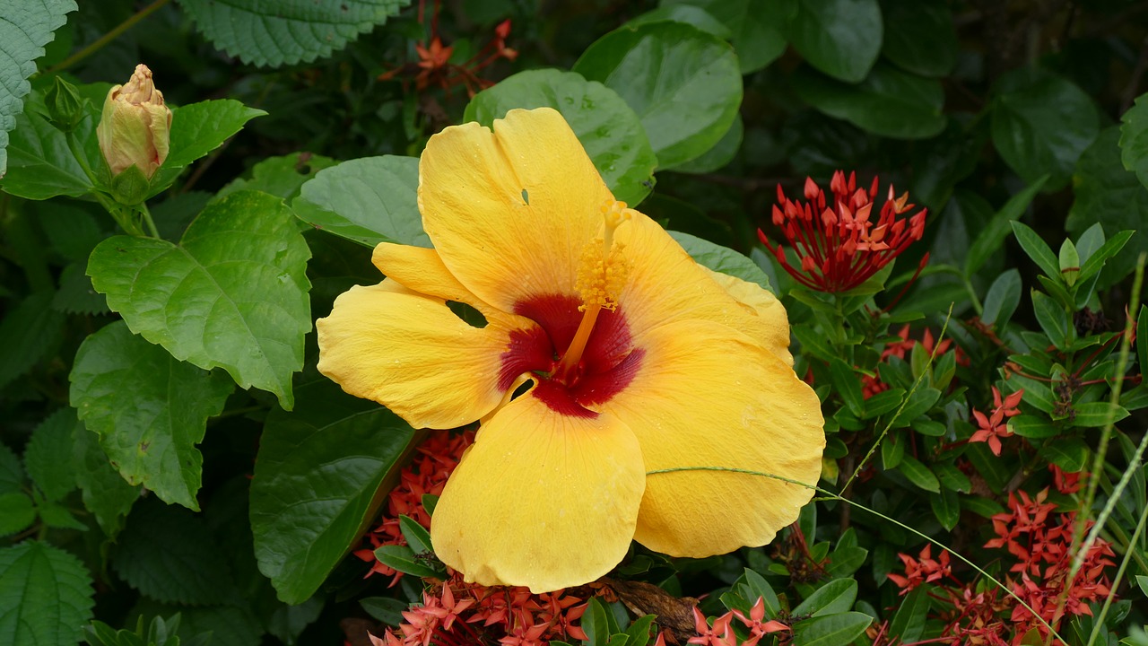 Hibiscus, Gėlė, Việt Nam, Gamta, Spalva, Geltona, Gėlių, Hoa Dâm Bụt, Vietnamas, Nemokamos Nuotraukos