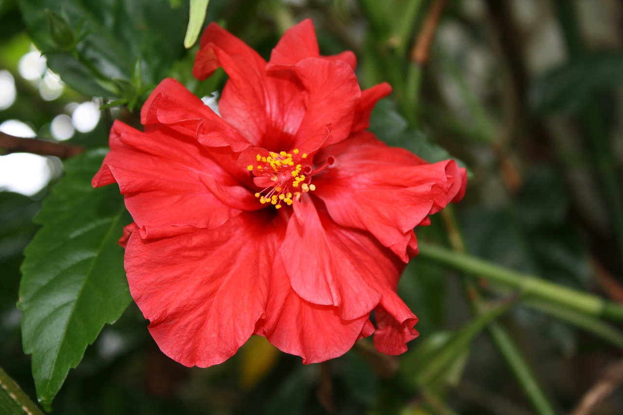 Hibiscus, Gėlė, Raudona, Nemokamos Nuotraukos,  Nemokama Licenzija