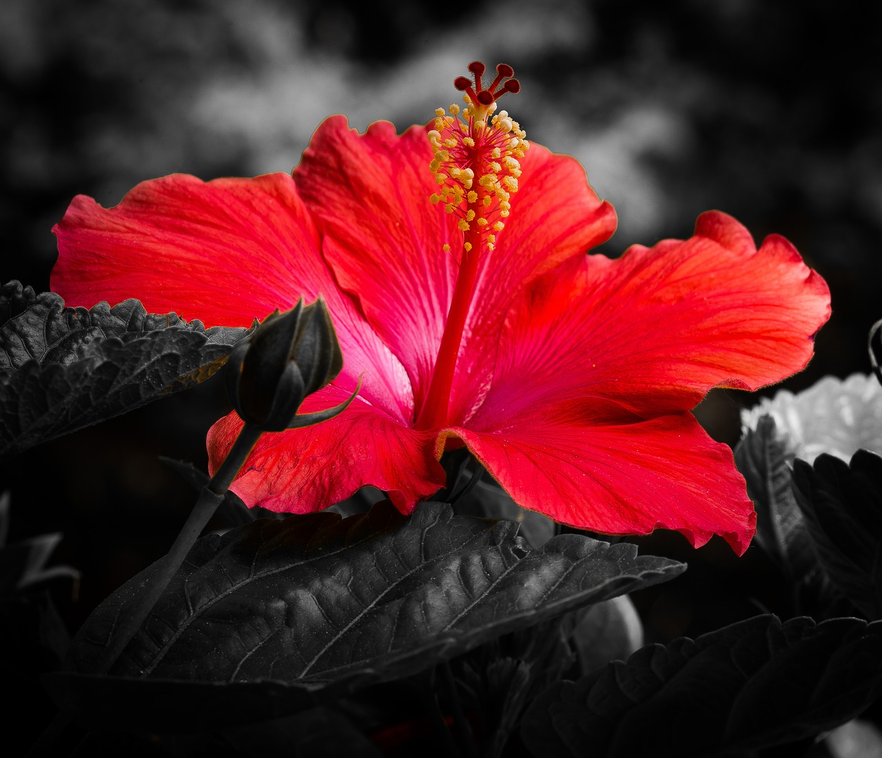 Hibiscus, Gėlė, Raudona, Žiedlapiai, Augalas, Raudonasis Hibiscus, Žydėjimas, Botanika, Nemokamos Nuotraukos,  Nemokama Licenzija