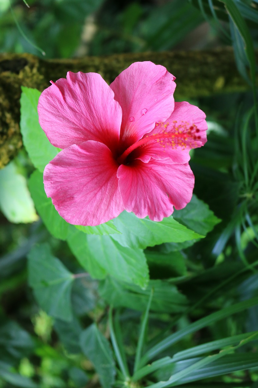 Hibiscus, Rožinis, Gėlė, Atogrąžų, Žiedas, Augalas, Gamta, Gėlių, Žalias, Žydėti