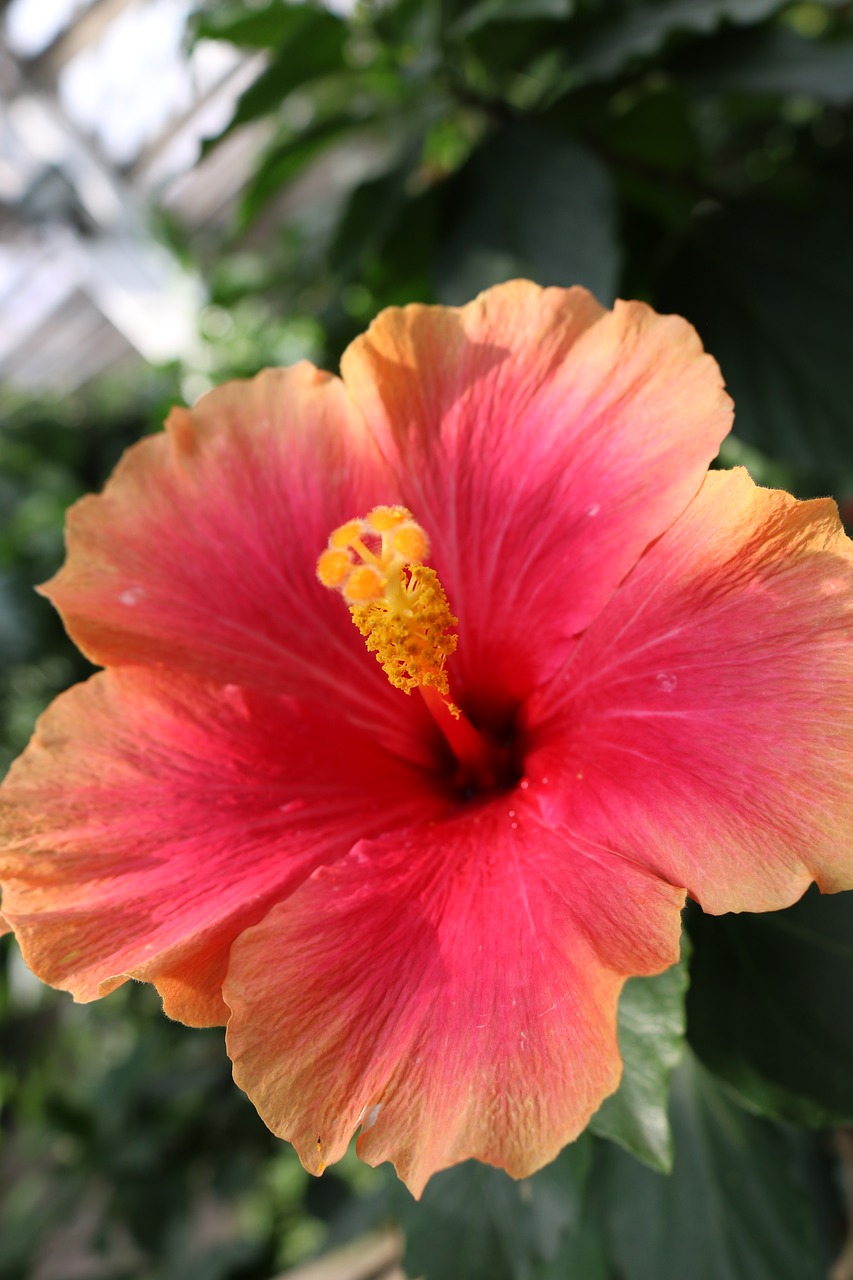 Hibiscus, Raudona, Oranžinė, Geltona Gėlė, Atogrąžų, Žiedas, Augalas, Gamta, Gėlių, Žalias