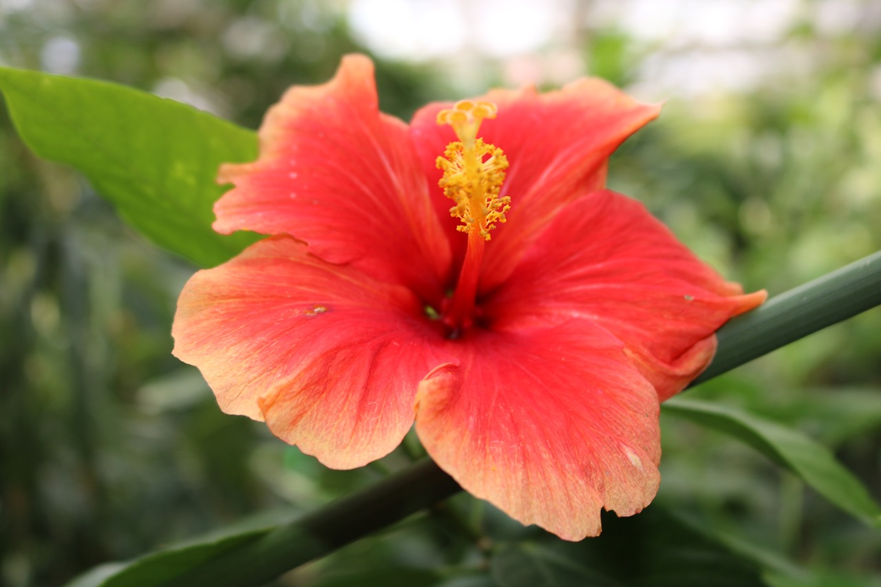 Hibiscus, Raudona, Oranžinė, Geltona, Gėlė, Atogrąžų, Žiedas, Augalas, Gamta, Gėlių