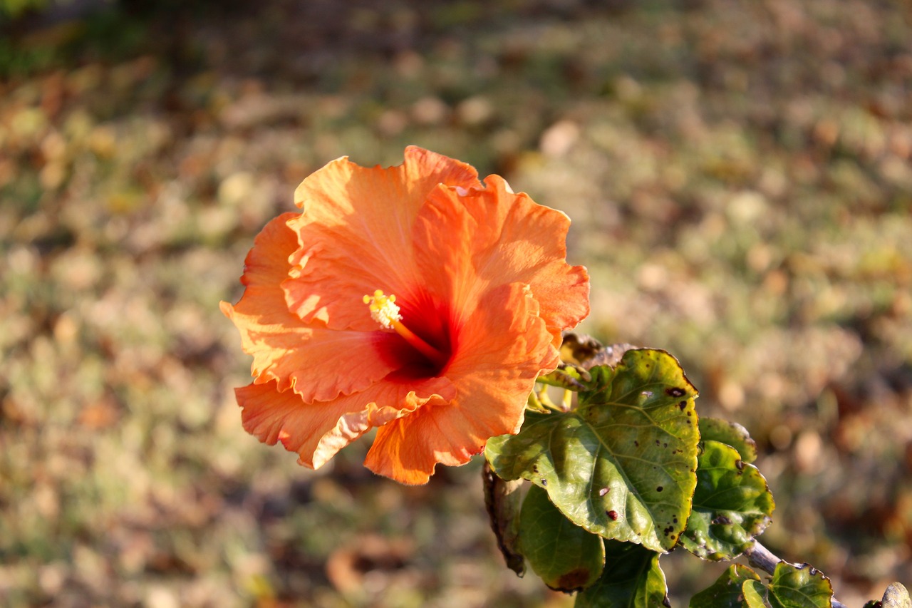 Hibiscus, Gėlė, Vasara, Gėlių, Augalas, Gamta, Žiedas, Oranžinis Hibiscus, Nemokamos Nuotraukos,  Nemokama Licenzija