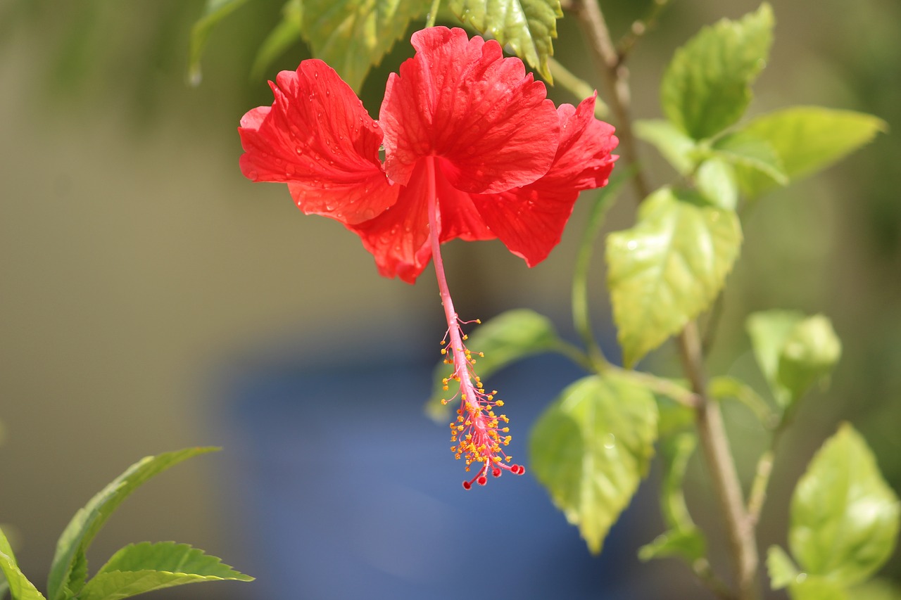 Hibiscus, Gėlė, Raudona, Augalas, Žalias, Lapai, Stiebas, Nemokamos Nuotraukos,  Nemokama Licenzija