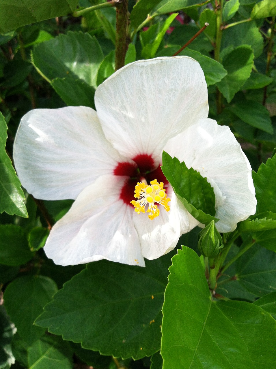 Hibiscus, Gėlė, Atogrąžų, Gėlių, Vasara, Žiedas, Egzotiškas, Žiedlapis, Žydėti, Gamta