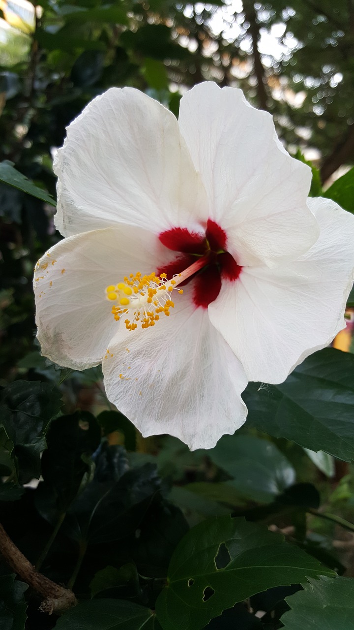 Hibiscus, Balta, Gėlė, Augalas, Atogrąžų, Gamta, Gėlių, Lapai, Vasara, Žiedas