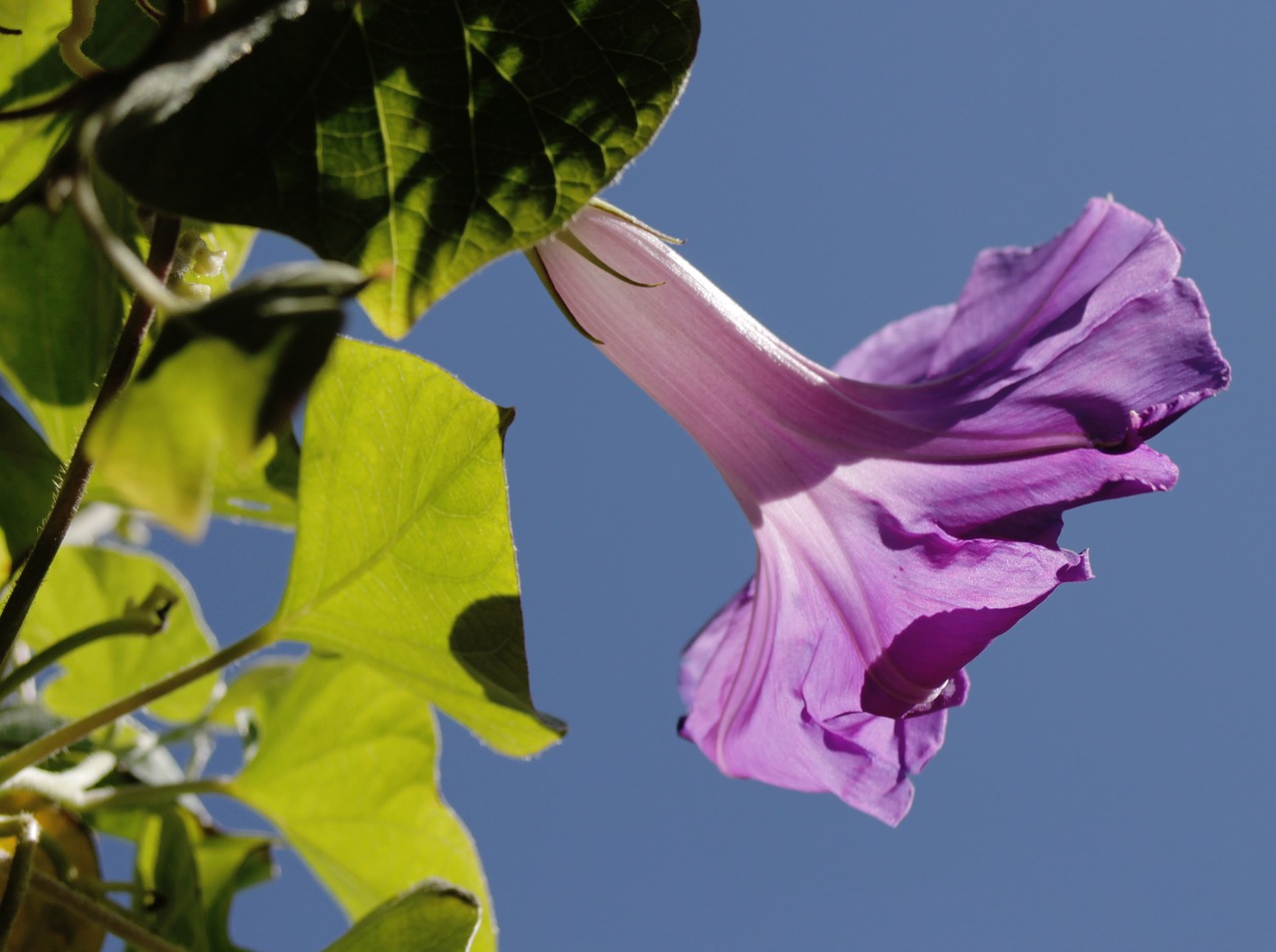 Hibiscus, Zefyras, Žiedas, Žydėti, Gėlė, Mallow, Augalas, Hibiscus Gėlė, Uždaryti, Violetinė