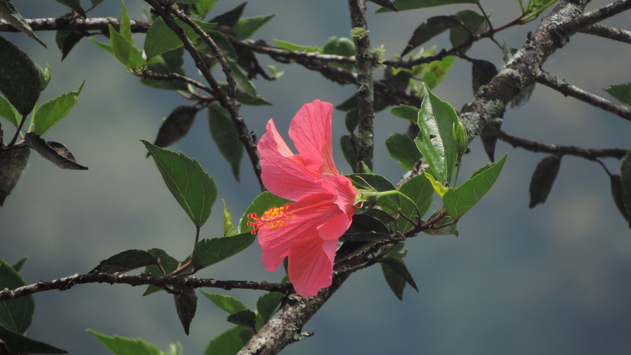 Hibiscus, Gėlė, Augalas, Atogrąžų, Gamta, Gėlių, Nemokamos Nuotraukos,  Nemokama Licenzija