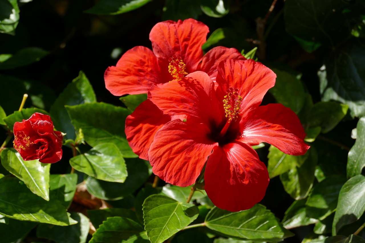 Hibiscus, Gėlė, Augalas, Flora, Raudona, Pestle, Dauginimas, Žiedadulkės, Méditerranée, Gamta