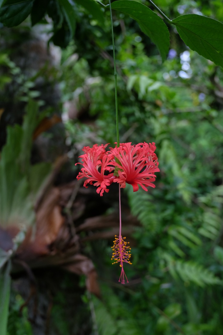 Hibiscus, Raudona, Gėlė, Augalas, Lapai, Gėlių, Atogrąžų, Žiedlapis, Vasara, Žiedas