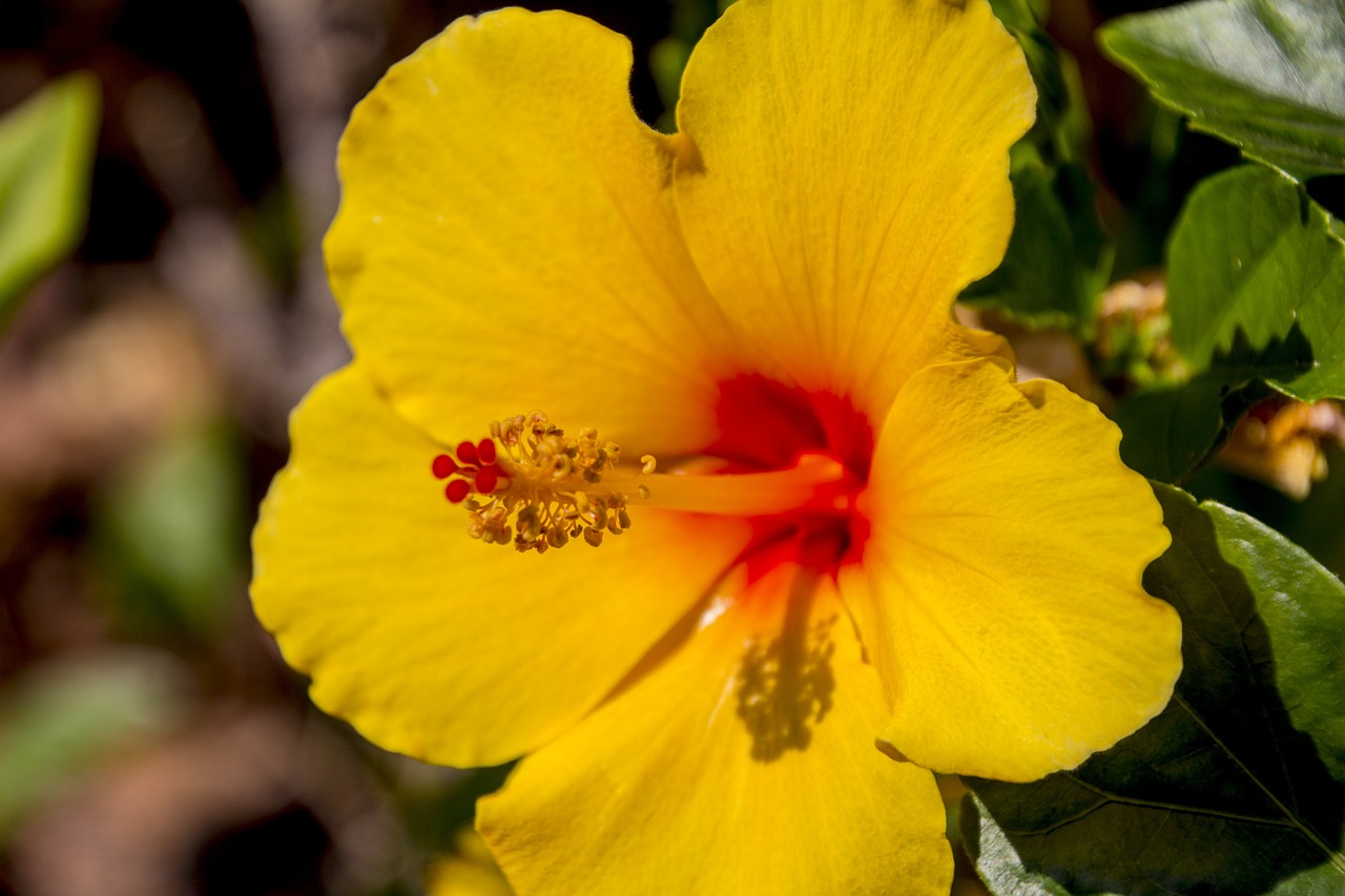 Hibiscus, Geltona Gėlė, Gėlės, Gamta, Geltona, Sodas, Pavasaris, Augalas, Gėlė, Botanistas