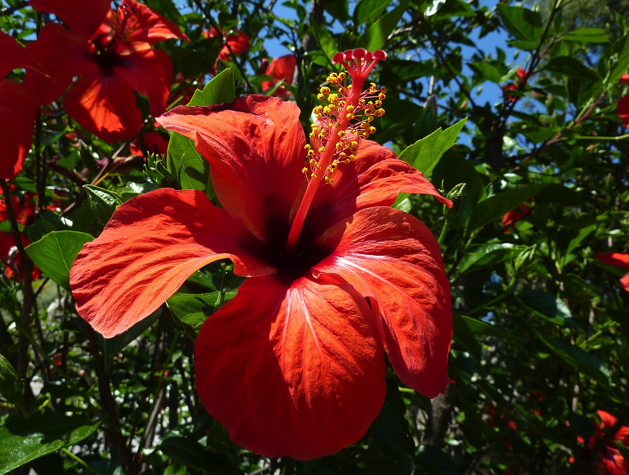 Hibiscus, Gėlė, Raudona, Iš Arti, Augalas, Gamta, Sodas, Tapetai, Nemokamos Nuotraukos,  Nemokama Licenzija