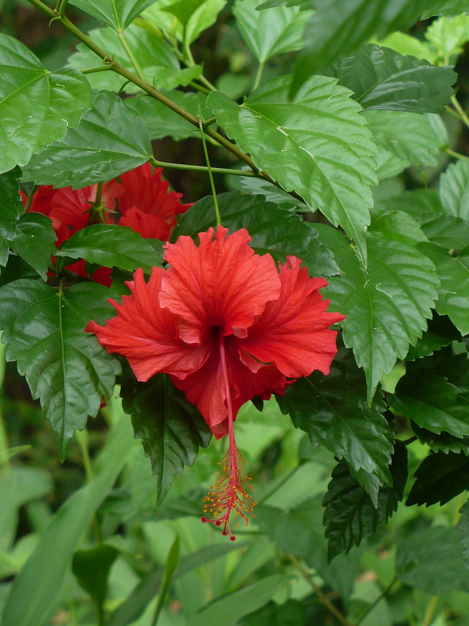 Hibiscus, Žiedas, Žydėti, Gamta, Augalas, Gėlė, Lapai, Sodas, Raudona, Uždaryti