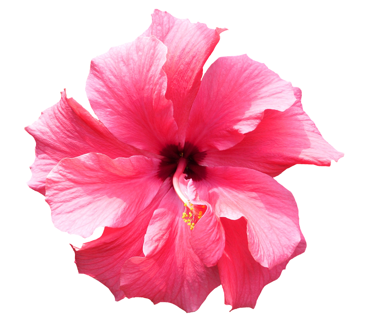 Hibiscus, Rožinis, Atogrąžų, Gėlė, Izoliuotas, Gėlių, Botanikos, Flora, Gamta, Graži