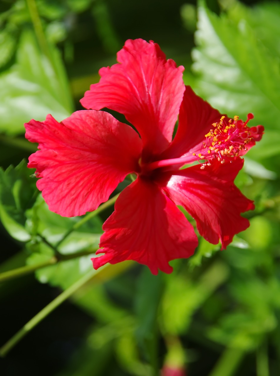 Hibiscus,  Raudona,  Raudona Gėlė,  Pistil,  Gamta,  Augalas,  Gėlė,  Sodas,  Lapai,  Lapija