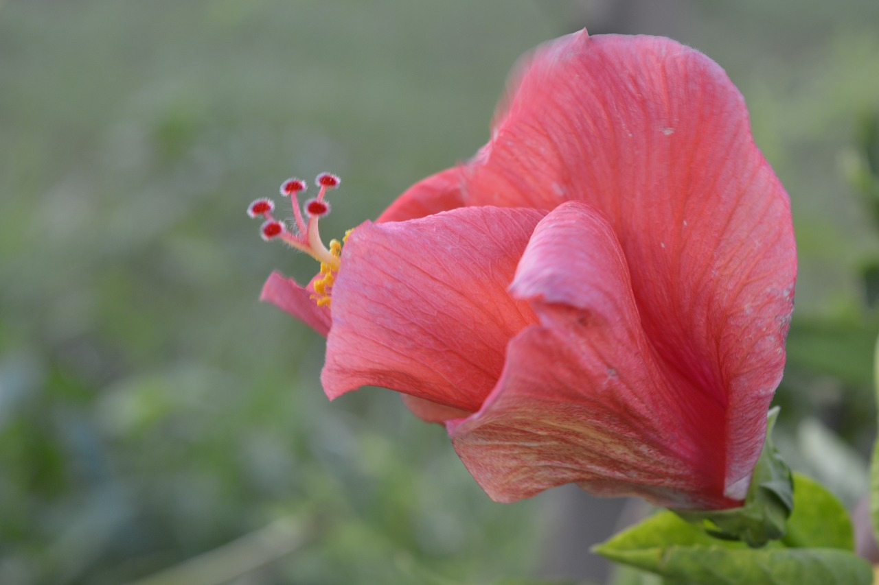 Hibiscus,  Raudona,  Gėlė,  Gamta,  Flora,  Sodas,  Makro,  Gražus,  Be Honoraro Mokesčio, Nemokamos Nuotraukos