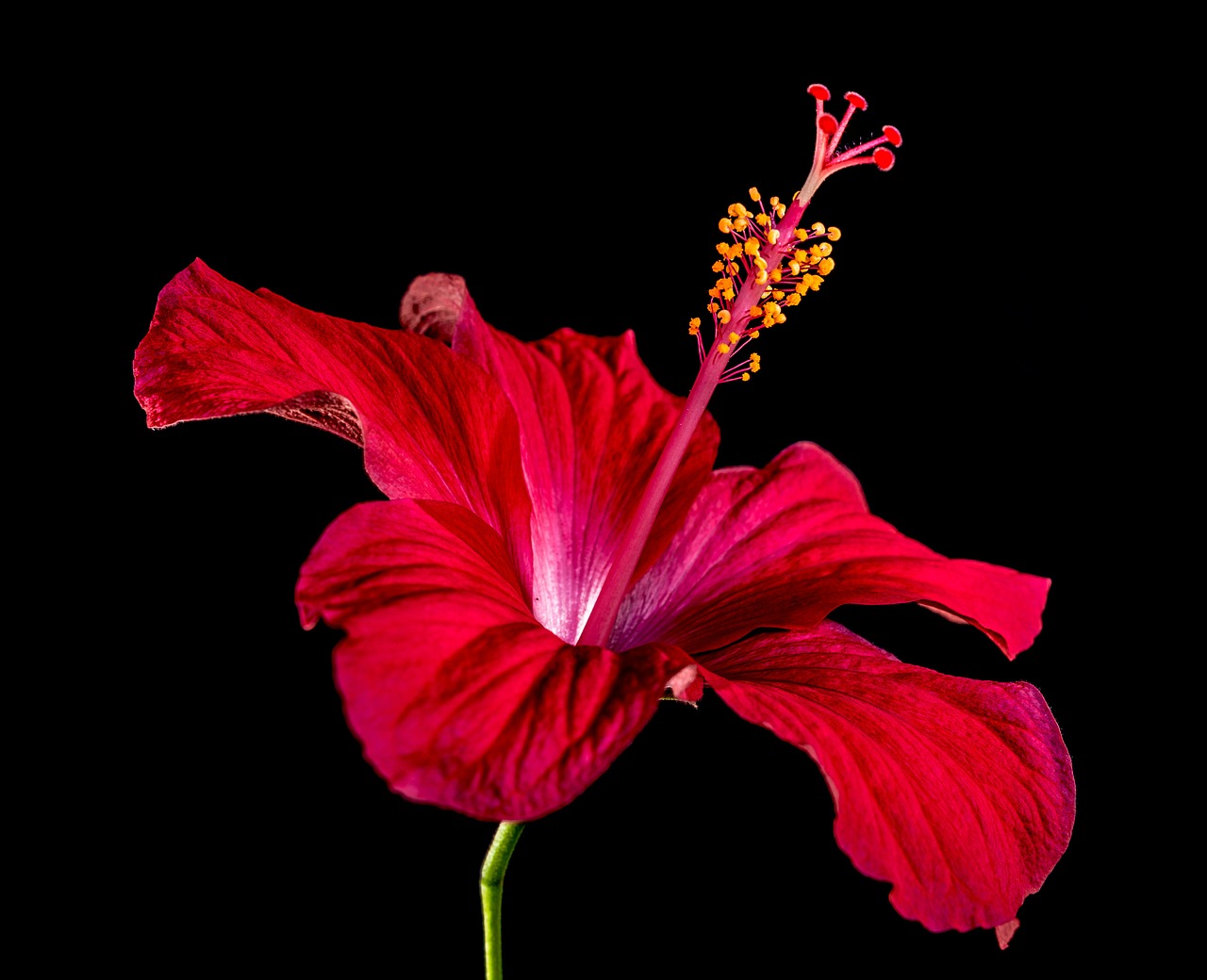 Hibiscus, Žiedas, Žydėti, Gėlė, Raudona, Zefyras, Mallow, Malvaceae, Nemokamos Nuotraukos,  Nemokama Licenzija